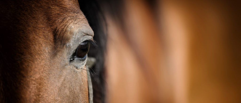 Quelles garanties pour assurer son cheval ?