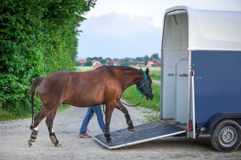 Transport ponctuel d’un cheval ou d’un poulain