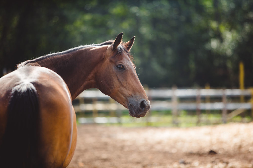 Estimer la valeur de votre cheval