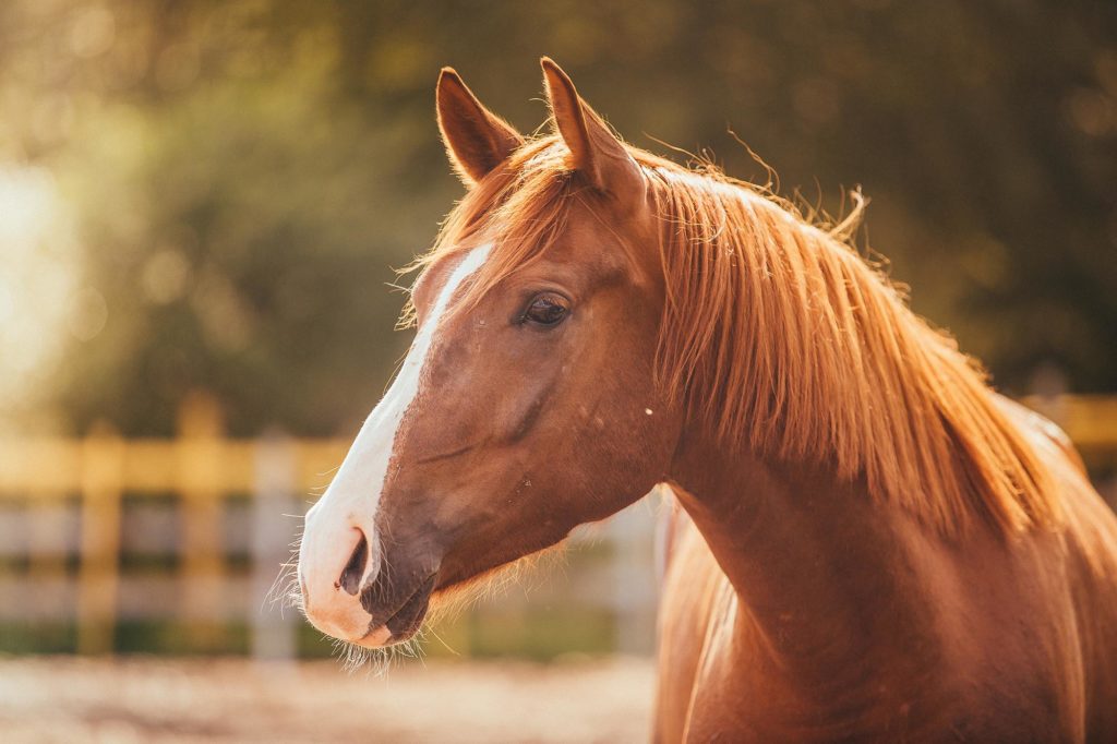 L’assurance cheval est-elle obligatoire ?