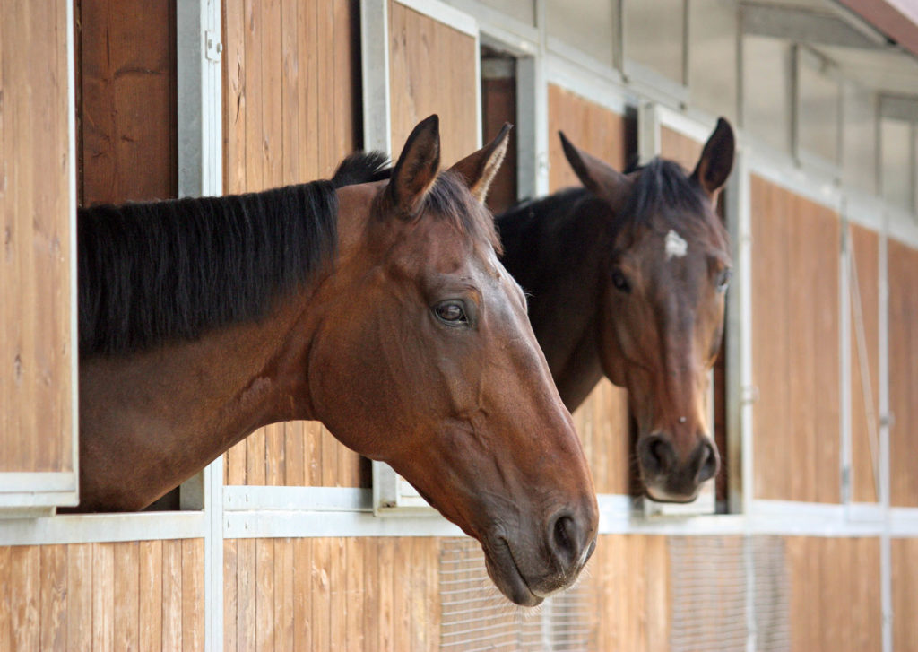 Faut-il assurer son cheval ?