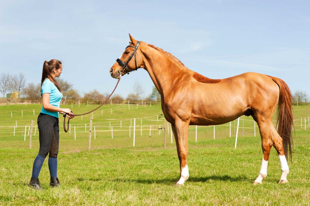 Quels sont les conditions pour annuler la vente d’un cheval ?