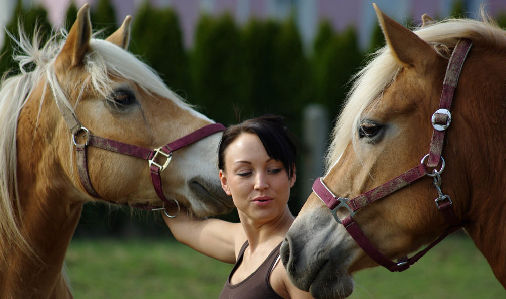 Creer Son Entreprise Equestre Sous Le Statut D Activite Agricole La Reglementation Blog Equitanet