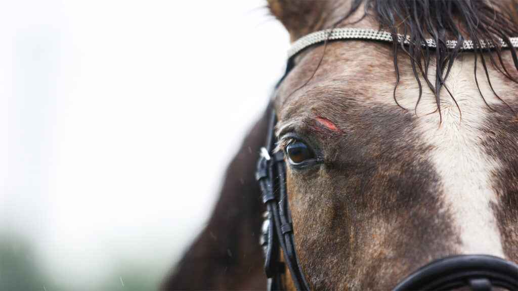 cheval mutilé