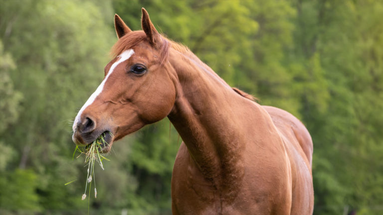 Le coronavirus et les chevaux